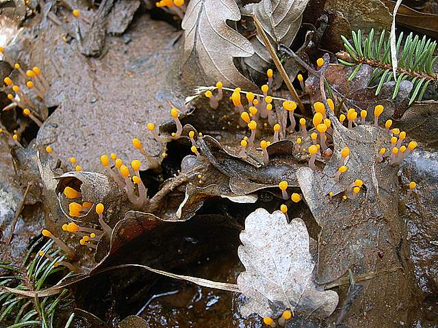 La  Flora  micologica  Alsaziana